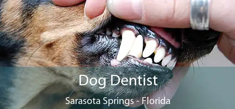 Dog Dentist Sarasota Springs - Florida