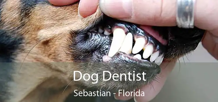 Dog Dentist Sebastian - Florida