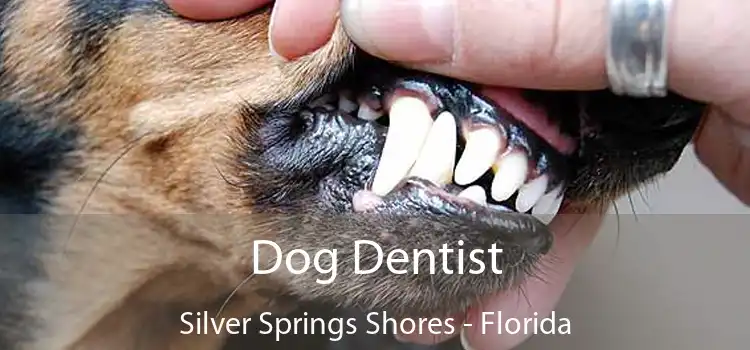 Dog Dentist Silver Springs Shores - Florida