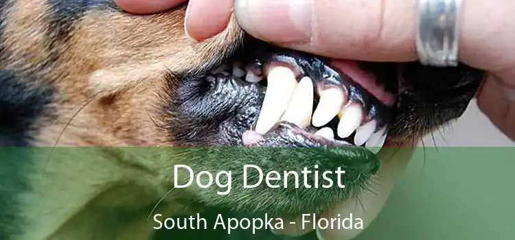 Dog Dentist South Apopka - Florida