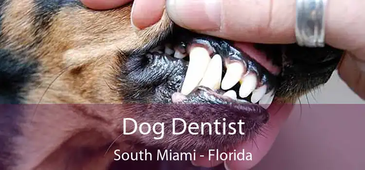 Dog Dentist South Miami - Florida