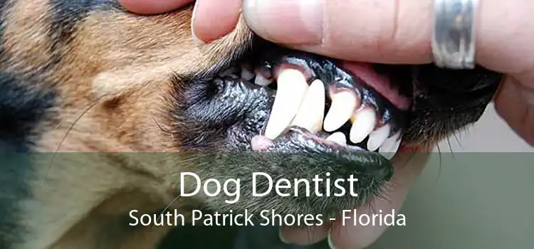Dog Dentist South Patrick Shores - Florida