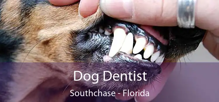 Dog Dentist Southchase - Florida