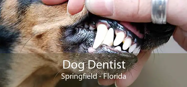 Dog Dentist Springfield - Florida
