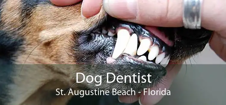Dog Dentist St. Augustine Beach - Florida