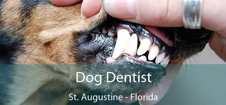 Dog Dentist St. Augustine - Florida