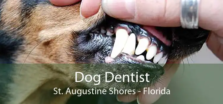 Dog Dentist St. Augustine Shores - Florida