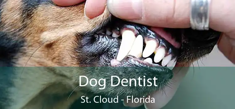 Dog Dentist St. Cloud - Florida