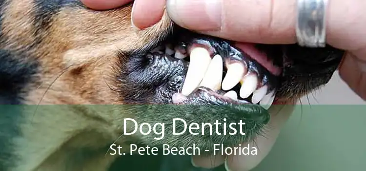 Dog Dentist St. Pete Beach - Florida