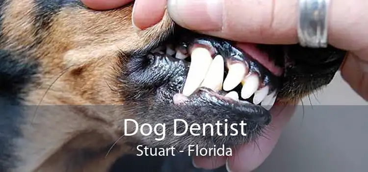 Dog Dentist Stuart - Florida
