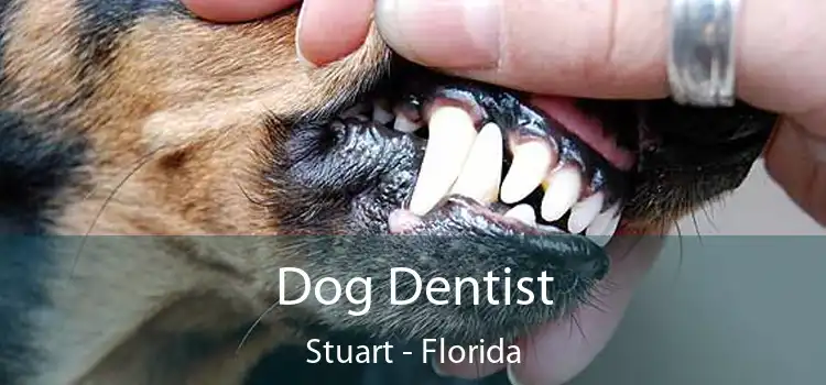 Dog Dentist Stuart - Florida