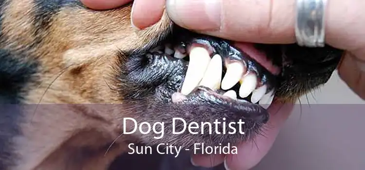 Dog Dentist Sun City - Florida