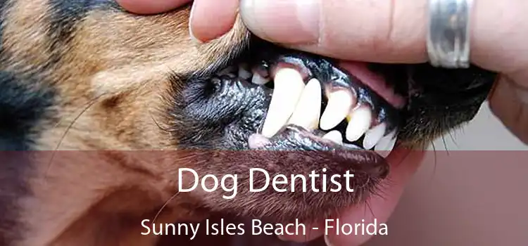 Dog Dentist Sunny Isles Beach - Florida