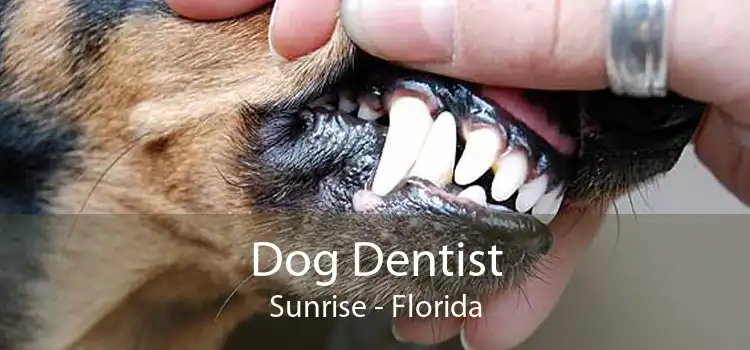 Dog Dentist Sunrise - Florida