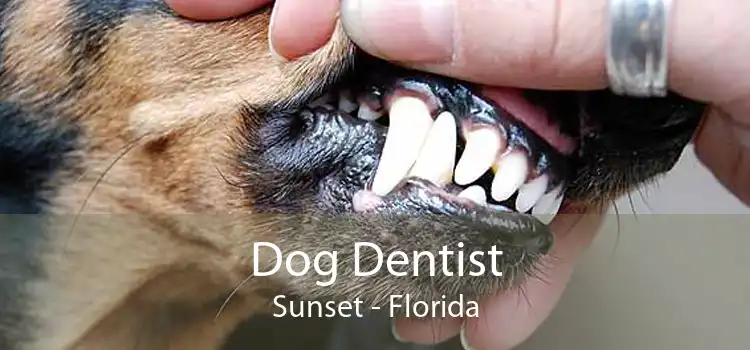 Dog Dentist Sunset - Florida