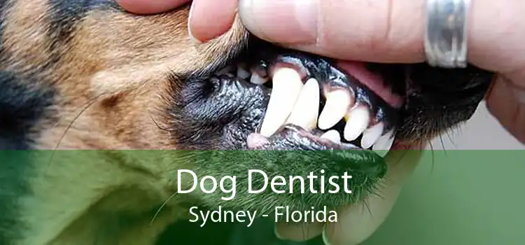 Dog Dentist Sydney - Florida