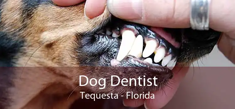 Dog Dentist Tequesta - Florida