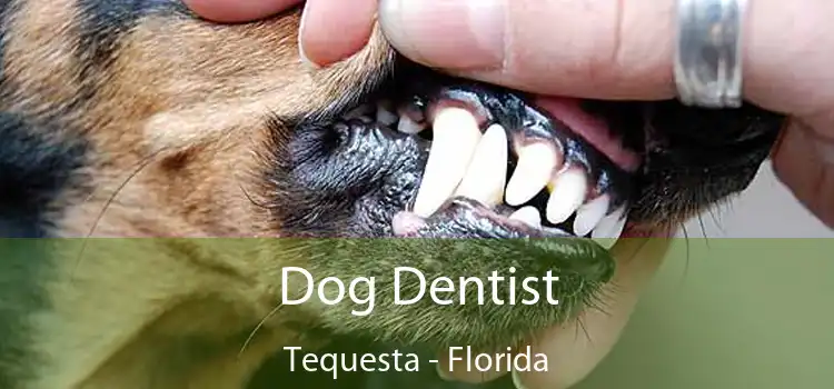 Dog Dentist Tequesta - Florida