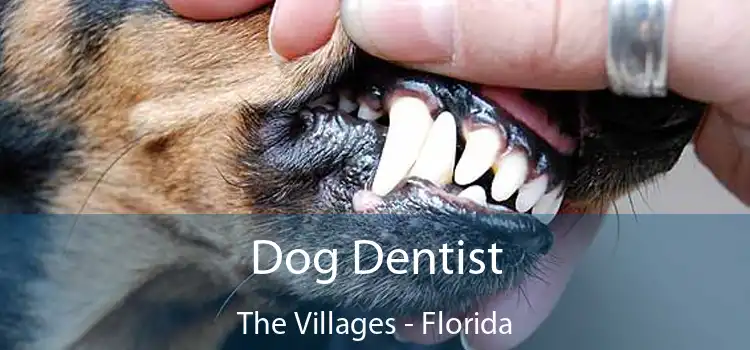 Dog Dentist The Villages - Florida