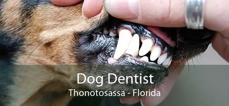 Dog Dentist Thonotosassa - Florida