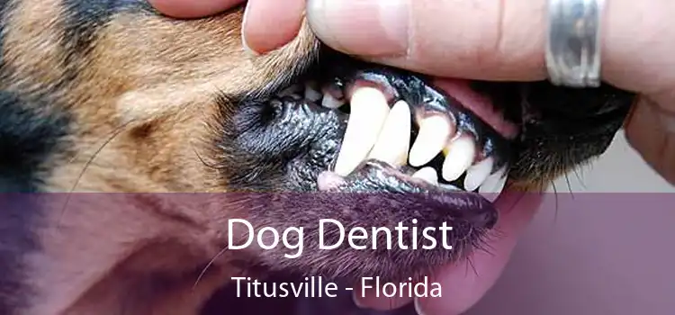 Dog Dentist Titusville - Florida