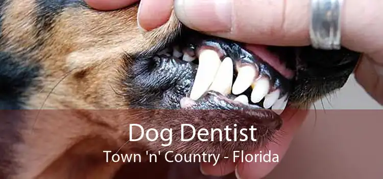 Dog Dentist Town 'n' Country - Florida