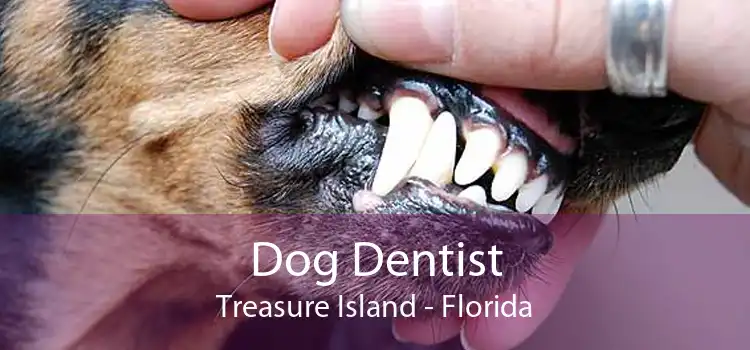 Dog Dentist Treasure Island - Florida