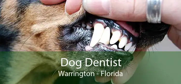 Dog Dentist Warrington - Florida