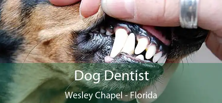 Dog Dentist Wesley Chapel - Florida