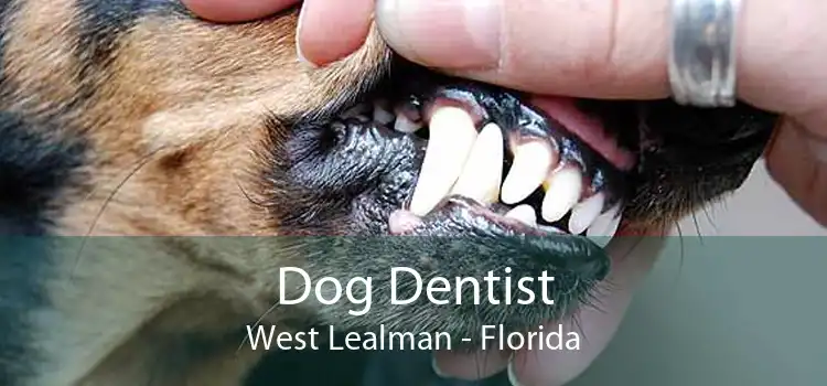Dog Dentist West Lealman - Florida