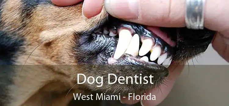 Dog Dentist West Miami - Florida