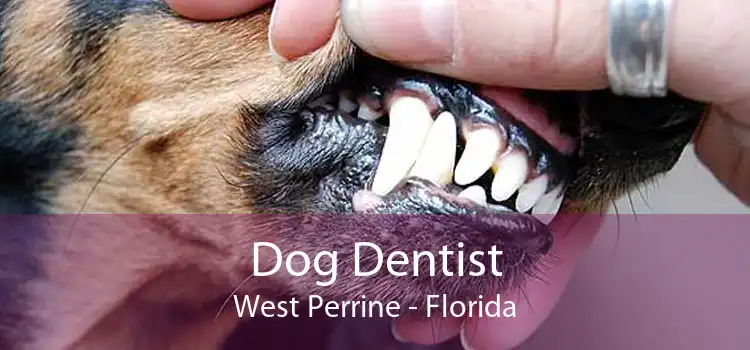 Dog Dentist West Perrine - Florida