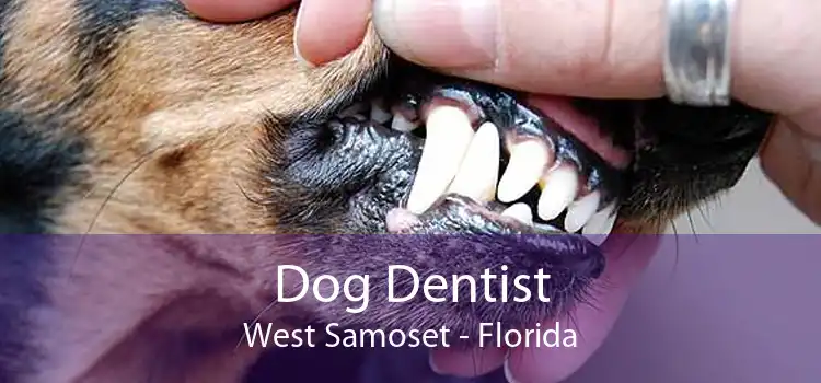 Dog Dentist West Samoset - Florida