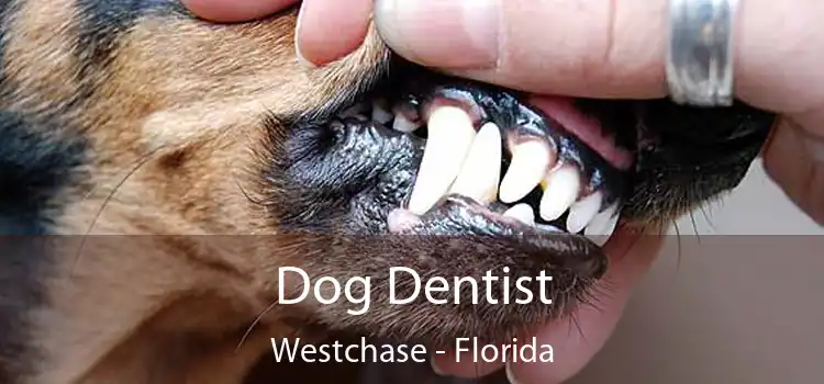 Dog Dentist Westchase - Florida