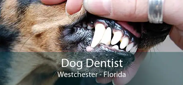 Dog Dentist Westchester - Florida