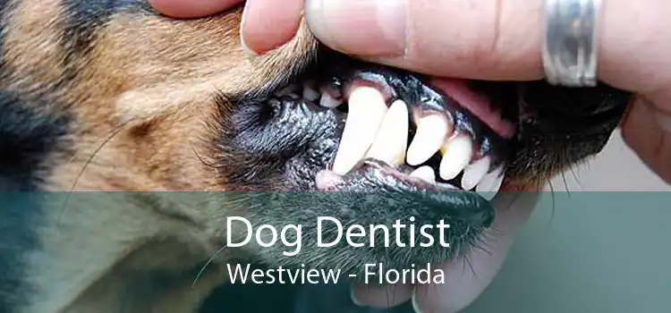 Dog Dentist Westview - Florida