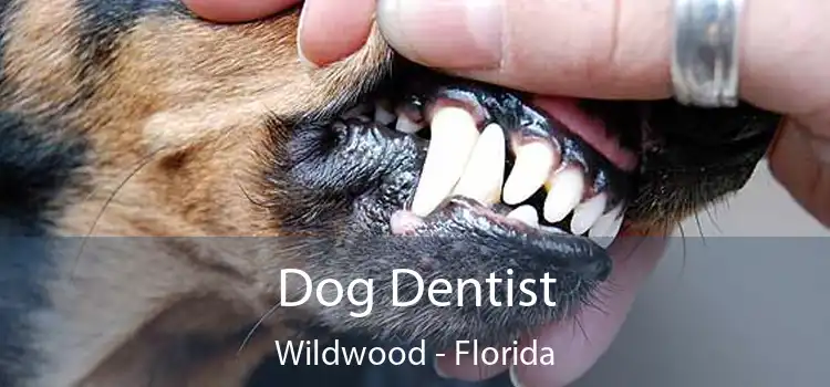 Dog Dentist Wildwood - Florida