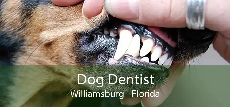 Dog Dentist Williamsburg - Florida