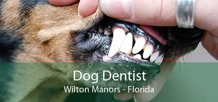 Dog Dentist Wilton Manors - Florida