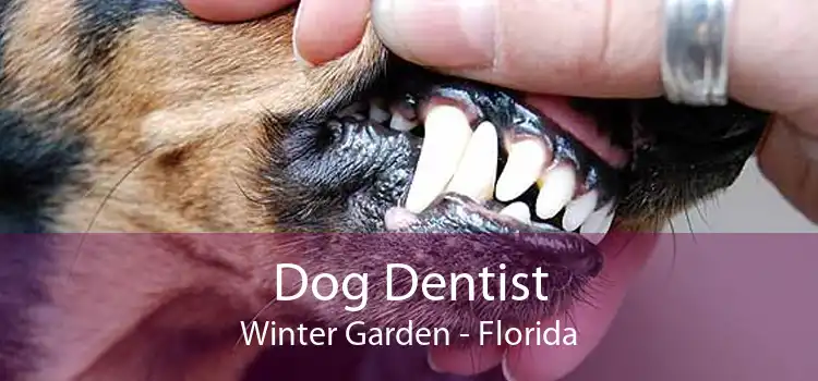 Dog Dentist Winter Garden - Florida