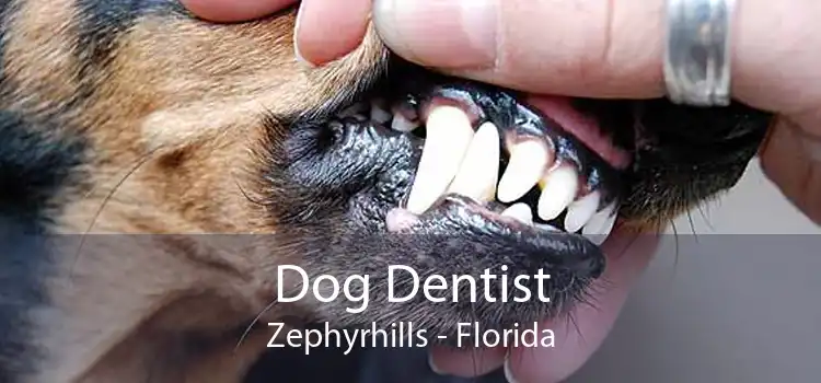 Dog Dentist Zephyrhills - Florida