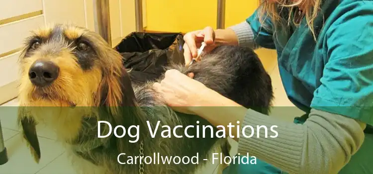 Dog Vaccinations Carrollwood - Florida