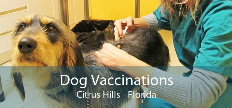 Dog Vaccinations Citrus Hills - Florida