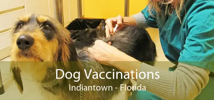 Dog Vaccinations Indiantown - Florida