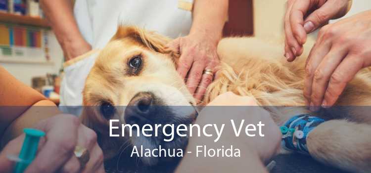Emergency Vet Alachua - Florida