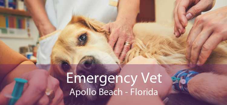 Emergency Vet Apollo Beach - Florida