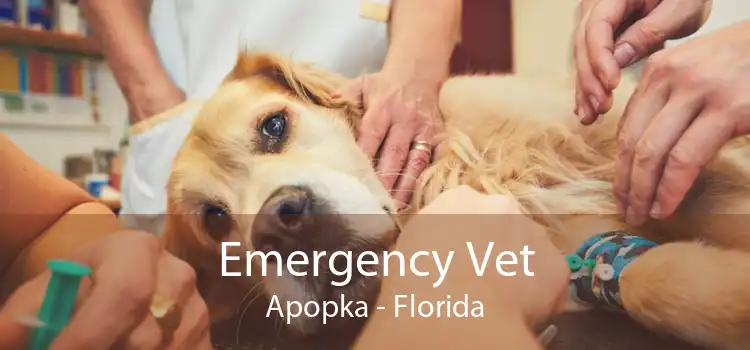 Emergency Vet Apopka - Florida