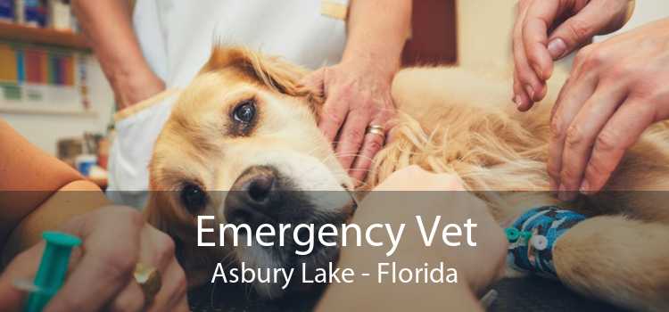 Emergency Vet Asbury Lake - Florida