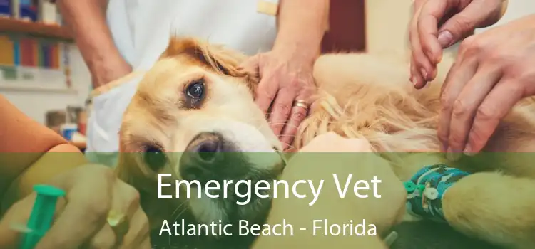 Emergency Vet Atlantic Beach - Florida