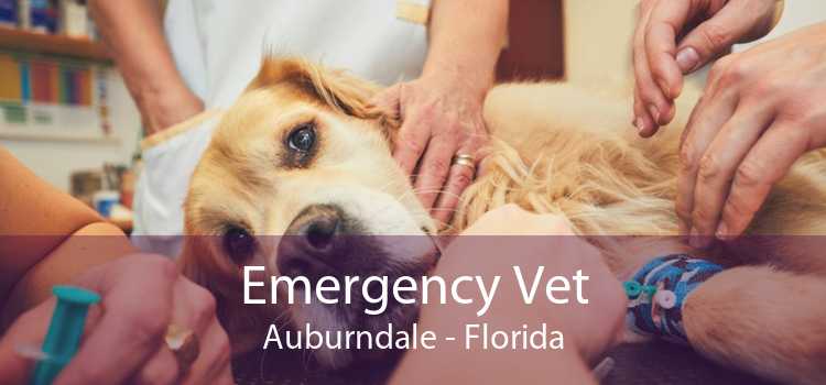 Emergency Vet Auburndale - Florida